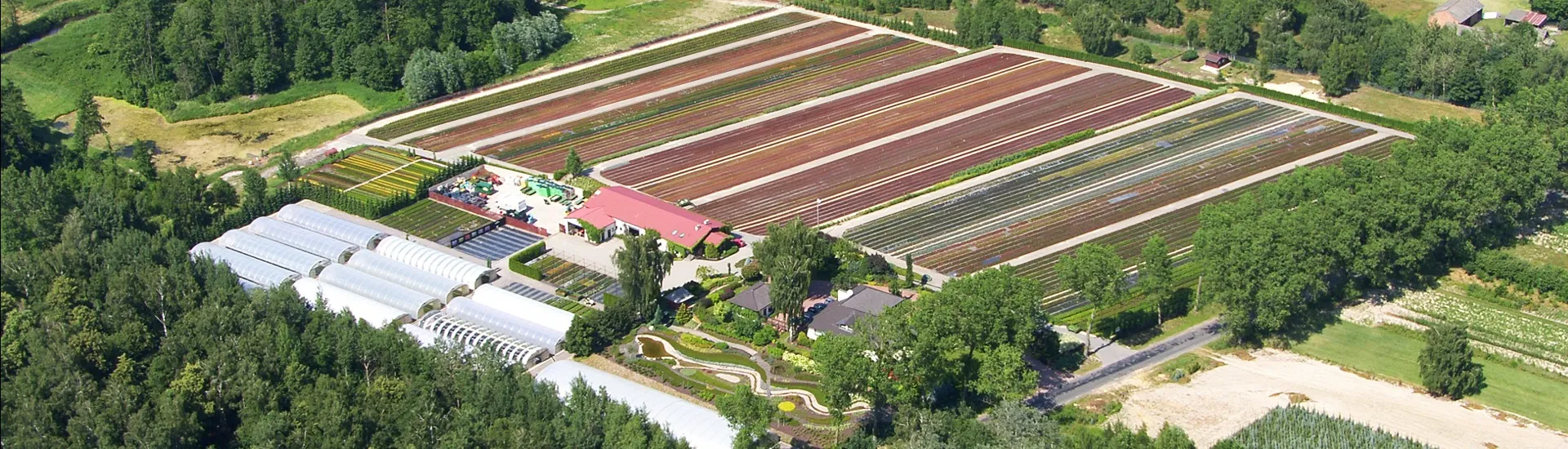 Panorama szkółki roślin wrzosowatych Majewscy w Końskowoli